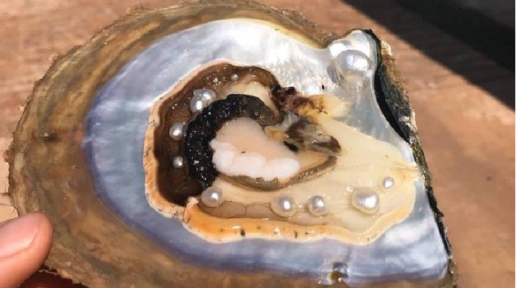 Black Pearl- Once Found In Every 10000 Oysters